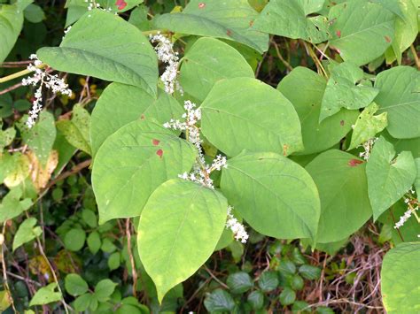 what plants are similar to japanese knotweed - how to identify japanese knotweed.